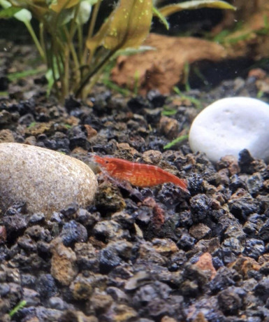 krevetky-neocaridina-red-cherry-red-rilli-big-1