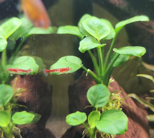 krevetky-neocaridina-red-cherry-red-rilli-big-2
