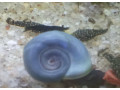 kotulky-small-0