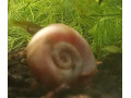kotulky-small-2