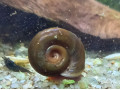 kotulky-small-3