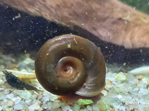 kotulky-big-3