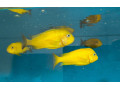 tropheus-kiriza-gold-small-0