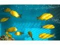 tropheus-kiriza-gold-small-2