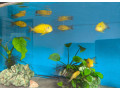 tropheus-kiriza-gold-small-1