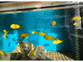 tropheus-kiriza-gold-small-3