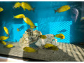tropheus-kiriza-gold-small-4