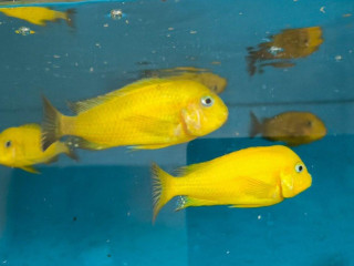 tropheus-kiriza-gold