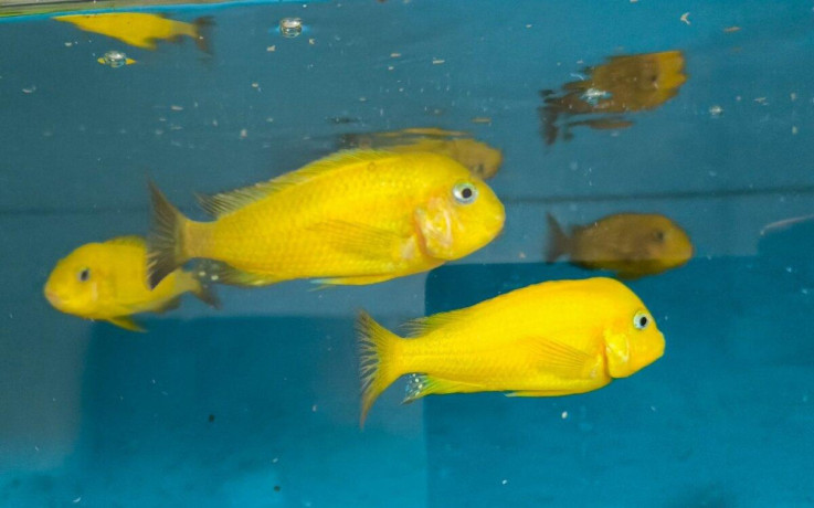 tropheus-kiriza-gold-big-0