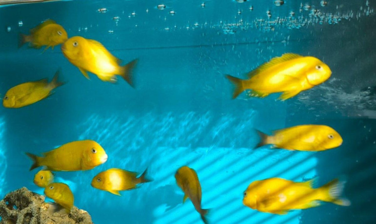 tropheus-kiriza-gold-big-2