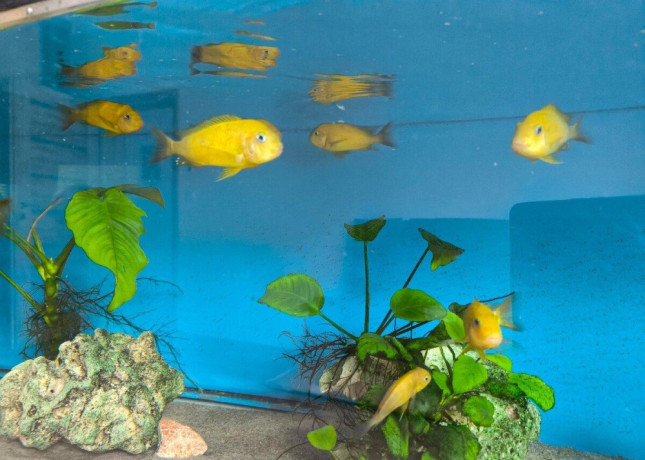 tropheus-kiriza-gold-big-1