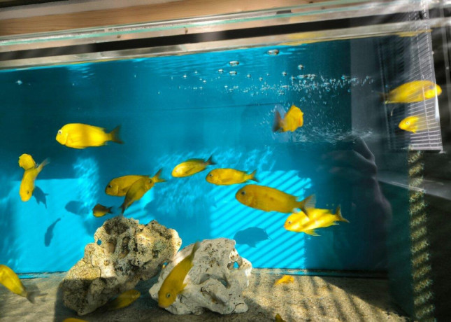 tropheus-kiriza-gold-big-3