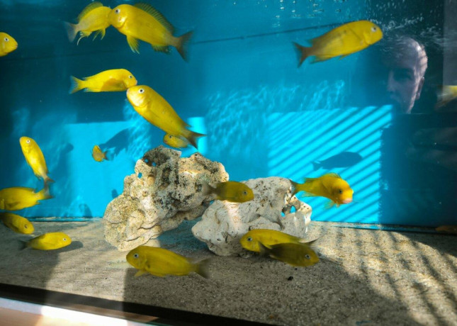 tropheus-kiriza-gold-big-4