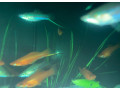 mecune-small-2
