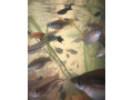 mecune-small-4