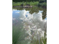 karasy-a-koi-kapre-do-rybnika-small-0