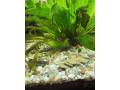 predam-prisavniky-small-1
