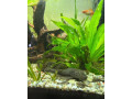 predam-prisavniky-small-2
