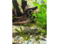 predam-prisavniky-small-3