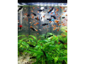 gubky-platy-black-molly-small-3