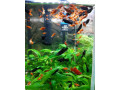 gubky-platy-black-molly-small-0