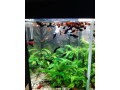 gubky-platy-black-molly-small-2