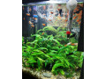 gubky-platy-black-molly-small-4
