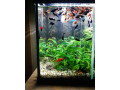 gubky-platy-black-molly-small-1