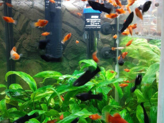 gubky-platy-black-molly