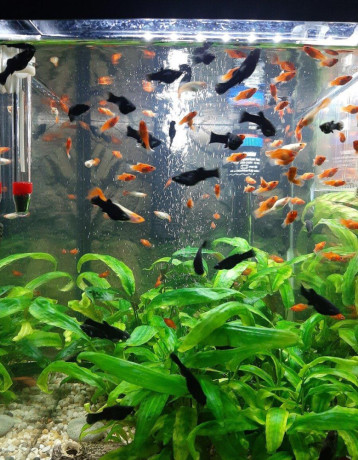 gubky-platy-black-molly-big-3
