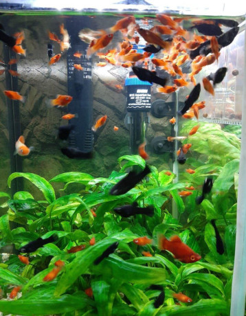 gubky-platy-black-molly-big-0