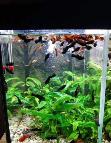 gubky-platy-black-molly-big-2