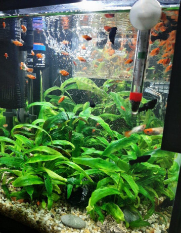 gubky-platy-black-molly-big-4