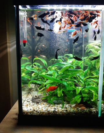 gubky-platy-black-molly-big-1