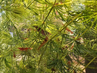 nenarocne-akvariove-krevetky-neocaridina