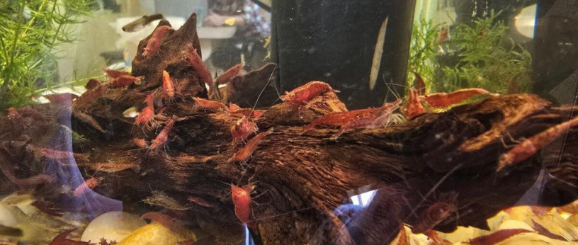 nenarocne-akvariove-krevetky-neocaridina-big-1