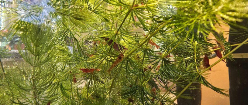nenarocne-akvariove-krevetky-neocaridina-big-0