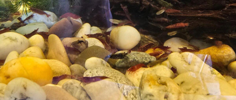 nenarocne-akvariove-krevetky-neocaridina-big-2