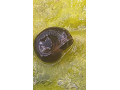 kotulka-velka-gold-uzitocny-pomocnik-do-akvaria-small-0