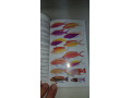 kniha-ryby-koralovych-utesu-small-3