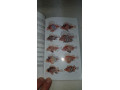 kniha-ryby-koralovych-utesu-small-4