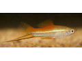 mecun-cerveny-mecun-neon-guppy-mix-small-1