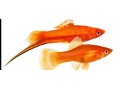 mecun-cerveny-mecun-neon-guppy-mix-small-2
