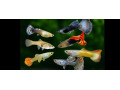 mecun-cerveny-mecun-neon-guppy-mix-small-0