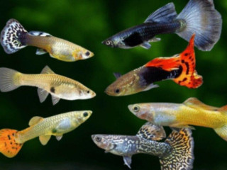 mecun-cerveny-mecun-neon-guppy-mix