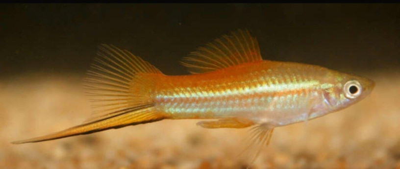 mecun-cerveny-mecun-neon-guppy-mix-big-1