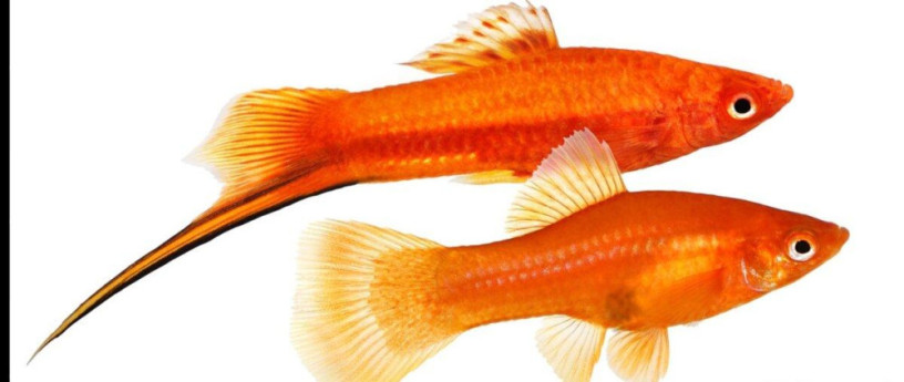 mecun-cerveny-mecun-neon-guppy-mix-big-2