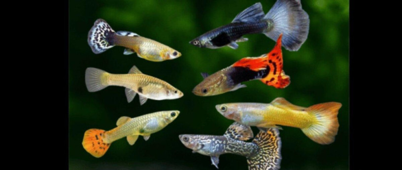 mecun-cerveny-mecun-neon-guppy-mix-big-0