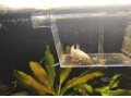 vymenim-samicku-bojovnice-za-2-samicky-gupky-small-1