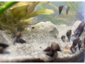 predam-vodne-slimaky-small-1